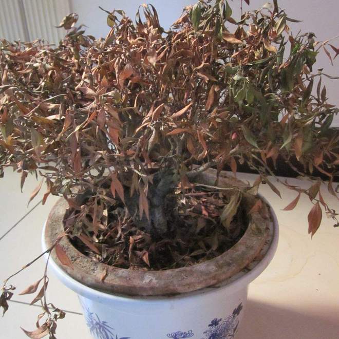 里有这5种物品一定要尽早处理掉！开元棋牌俗话说：“财不入脏屋”家(图2)